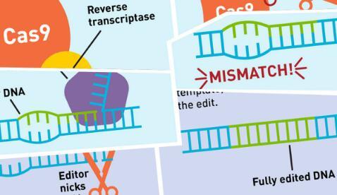 这种开创性的DNA工具可以编辑遗传疾病