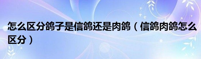 怎么区分鸽子是信鸽还是肉鸽（信鸽肉鸽怎么区分）