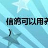 信鸽可以用养殖笼养吗（信鸽可以长期笼养吗）