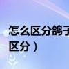 怎么区分鸽子是信鸽还是肉鸽（信鸽肉鸽怎么区分）