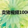 卖猪视频1000头猪（1000头猪要多大地方）