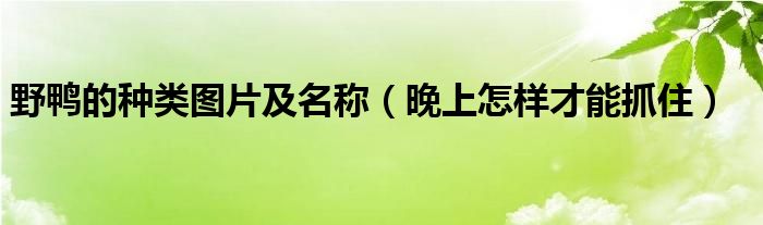 野鸭的种类图片及名称（晚上怎样才能抓住）