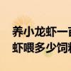 养小龙虾一亩1000投放多少饲料（一亩小龙虾喂多少饲料）