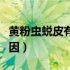 黄粉虫蜕皮有什么征兆（黄粉虫蜕皮是什么原因）