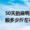 50天的麻鸭一般多少斤左右（50天的麻鸭一般多少斤左右）