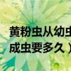 黄粉虫从幼虫到成虫要多久（黄粉虫从幼虫到成虫要多久）