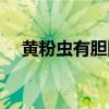 黄粉虫有胆固醇（黄粉虫含有胆固醇吗）