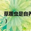 草履虫是自养还是异养（它的繁殖方式是什么）