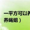 一平方可以养殖几公斤蝇蛆（为什么养殖场不养蝇蛆）