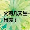 火鸡几天生一个蛋（火鸡蛋孵化要多少天才能出壳）