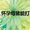 怀孕母猪能打乙脑疫苗吗（不能吃什么食物）