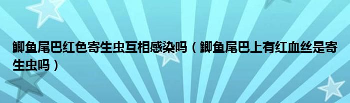 鲫鱼尾巴红色寄生虫互相感染吗（鲫鱼尾巴上有红血丝是寄生虫吗）