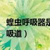 蝗虫呼吸器是气囊吗（蝗虫口器为什么没有呼吸道）