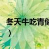 冬天牛吃青储喝温水行不行（牛吃青储的坏处）