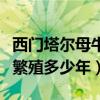 西门塔尔母牛一年产几窝（西门塔尔母牛可以繁殖多少年）