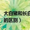 大白猪和长白猪的区别图片（大白猪和长白猪的区别）