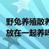 野兔养殖散养场地建设方法（公兔和母兔可以放在一起养吗）