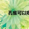 孔雀可以喂苹果吗（孔雀能吃苹果吗）