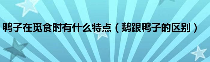 鸭子在觅食时有什么特点（鹅跟鸭子的区别）