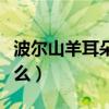 波尔山羊耳朵定型（波尔山羊耳朵上的标是什么）