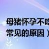 母猪怀孕不吃食常见的原因（母猪怀孕不吃食常见的原因）