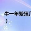 牛一年繁殖几头（10头母牛6年能繁殖多少头）