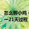 怎么孵小鸡（孵小鸡需要多少天 附小鸡孵化1一21天过程）