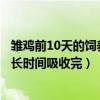 雏鸡前10天的饲养技术（鸡雏多长时间开始喂食鸡雏卵黄多长时间吸收完）