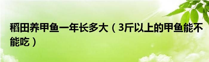 稻田养甲鱼一年长多大（3斤以上的甲鱼能不能吃）