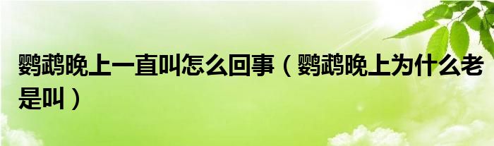 鹦鹉晚上一直叫怎么回事（鹦鹉晚上为什么老是叫）