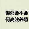 锦鸡会不会飞（附锦鸡的特点和生活习性 如何高效养殖）