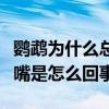 鹦鹉为什么总是时不时的张嘴（鹦鹉不停的张嘴是怎么回事）