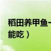 稻田养甲鱼一年长多大（3斤以上的甲鱼能不能吃）