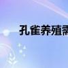 孔雀养殖需要什么证件（附养殖方法）