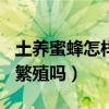 土养蜜蜂怎样人工分蜂（30只蜜蜂1只蜂王能繁殖吗）