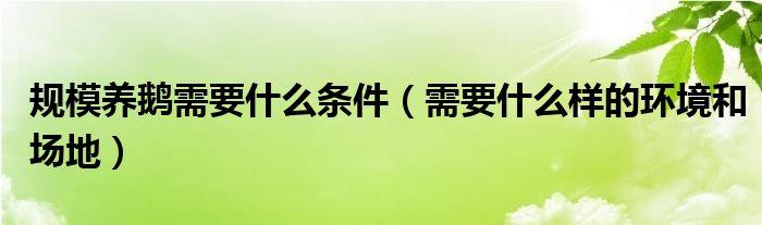 规模养鹅需要什么条件（需要什么样的环境和场地）