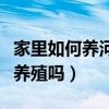 家里如何养河虾养殖技术教学视频（河虾可以养殖吗）