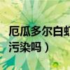 厄瓜多尔白虾有没有核污染（厄瓜多尔白虾有污染吗）