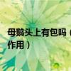 母鹅头上有包吗（鹅多大了头上开始长包 头上的包起到什么作用）