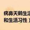 疣鼻天鹅生活在什么生态系统中（附形态特征和生活习性）