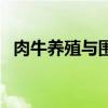 肉牛养殖与围栏散养（肉牛围栏散养技术）