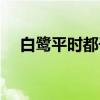 白鹭平时都干些什么（白鹭喜欢干什么）