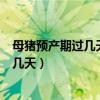 母猪预产期过几天正常（超过预产期6天了怎么办 最长延长几天）