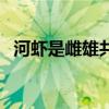 河虾是雌雄共同体吗（河虾雌雄如何分辨）