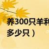 养300只羊利润多少（养羊国家有补贴吗要养多少只）