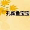 孔雀鱼宝宝怎么养（养孔雀鱼需要什么）