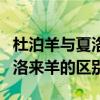 杜泊羊与夏洛莱羊哪个优点多（杜泊绵羊与夏洛来羊的区别）