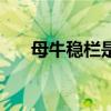 母牛稳栏是指什么（多长时间可以装）