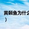 黄颡鱼为什么晚上吃饲料（黄颡鱼夜里吃食吗）