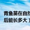 青鱼苗在自然水域一年能长多大（青鱼苗一年后能长多大）